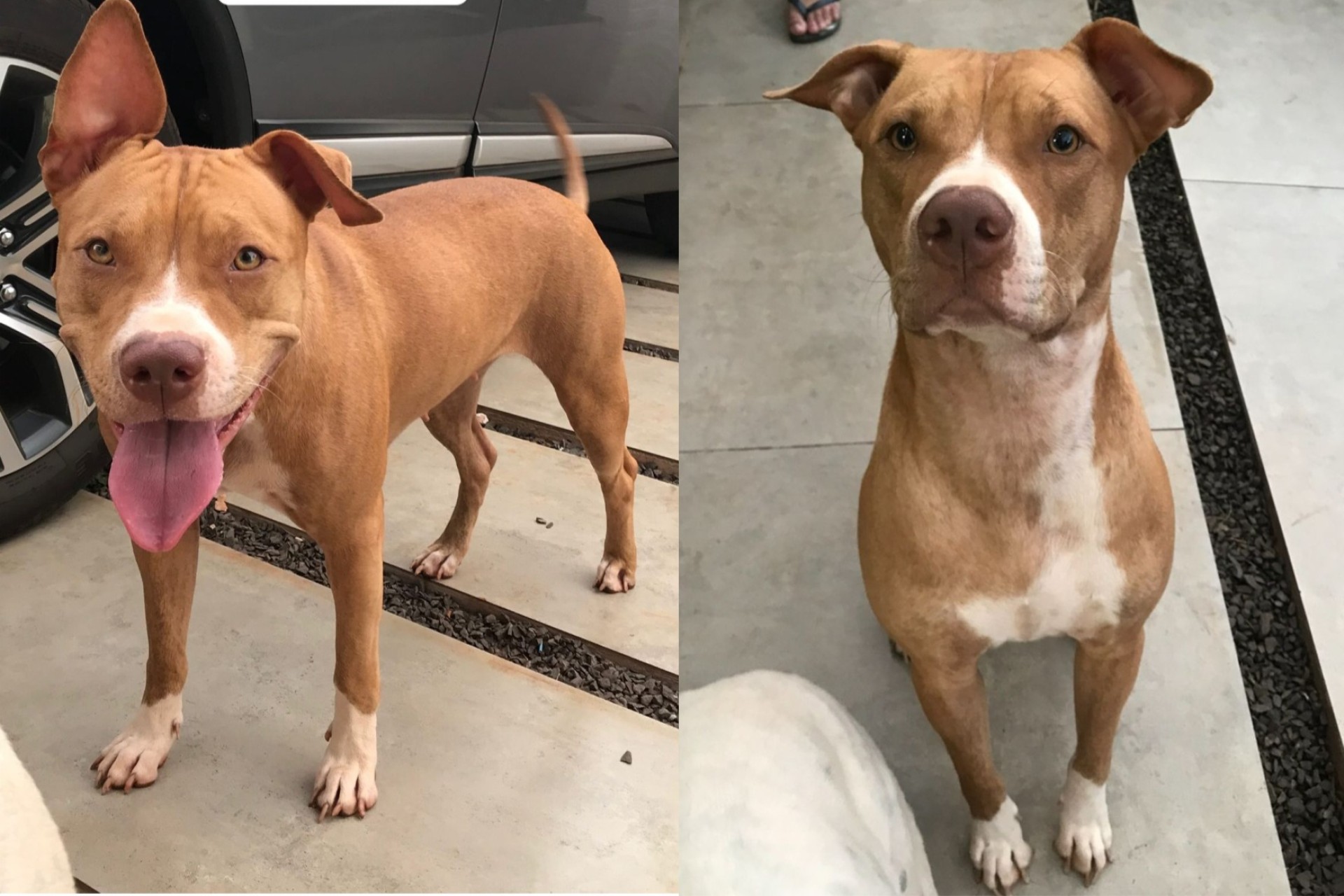 Procura-se: Pitbull que sumiu no centro de Missal