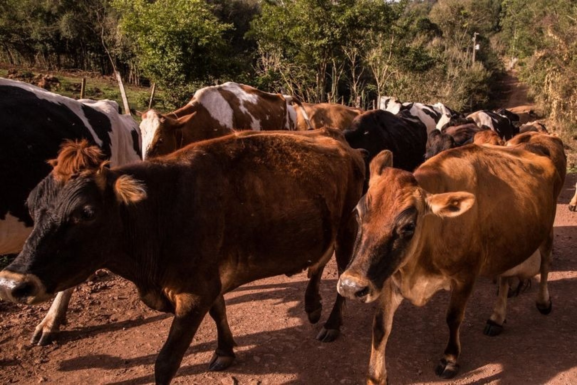 Produção de Leite em Missal volta ao patamar de 25 milhões de litros anuais