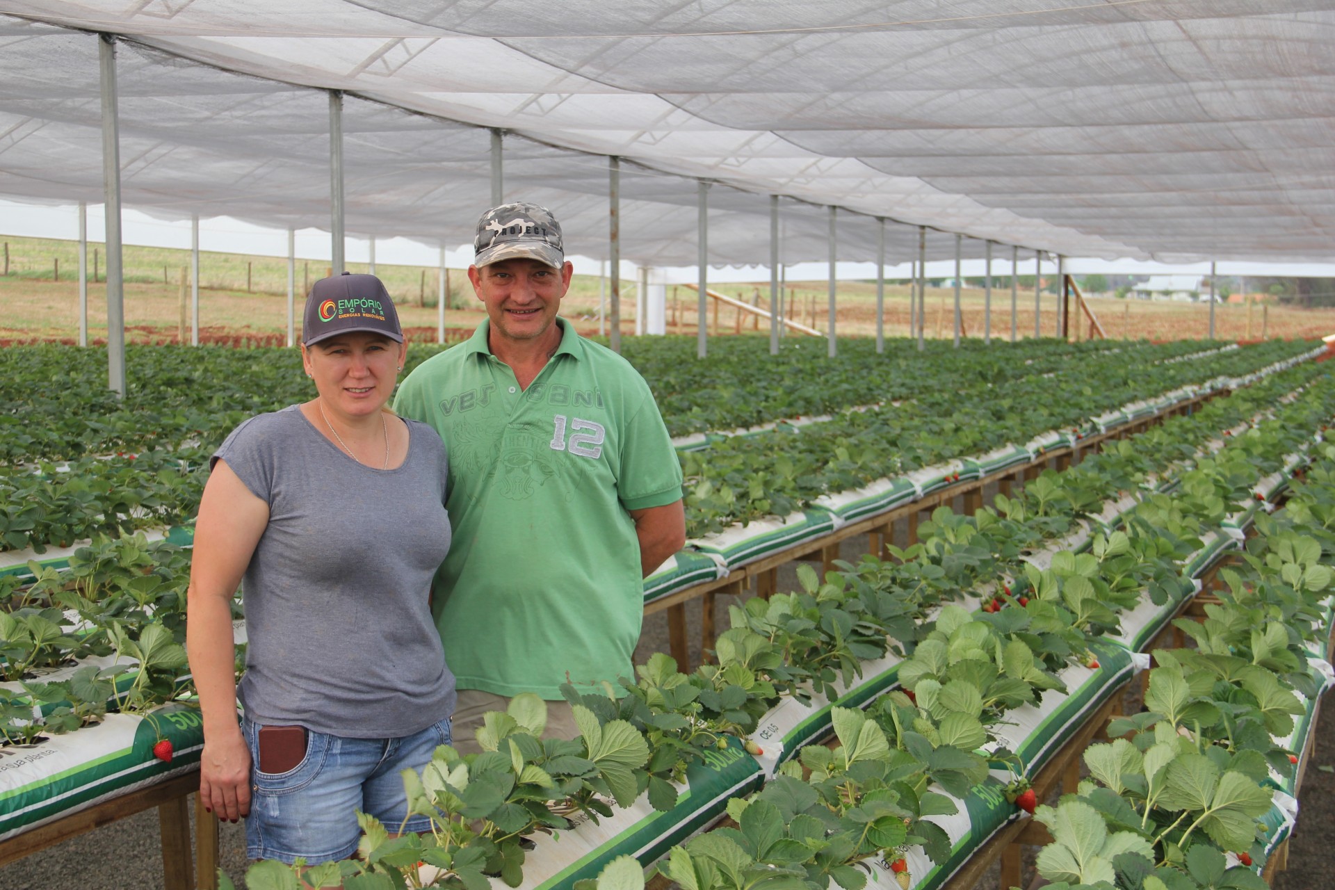 Produção de morango como opção de renda em pequena propriedade