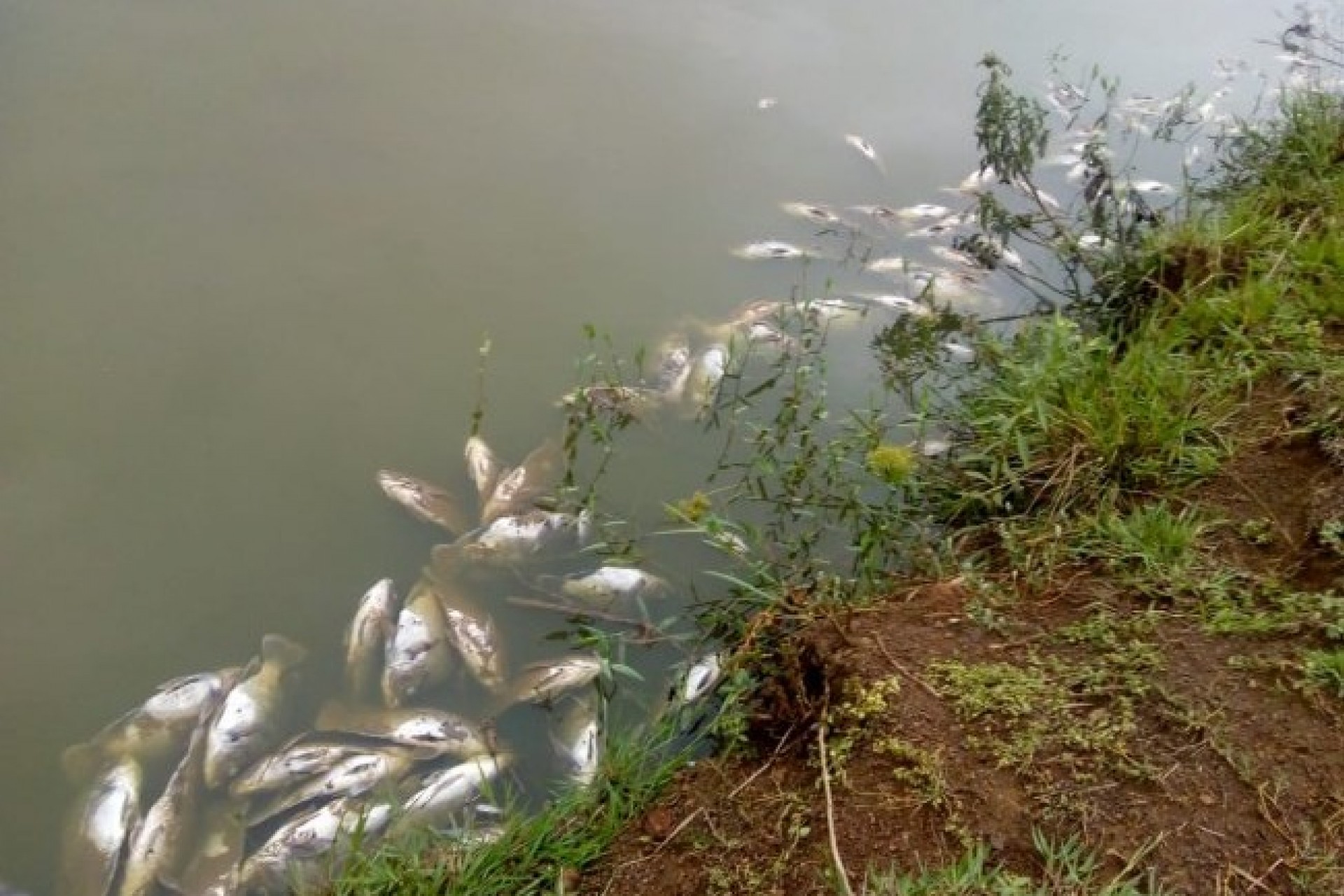 Produtor de peixes tem mais de R$ 70 mil de prejuízo com falta de energia elétrica em Santa Helena