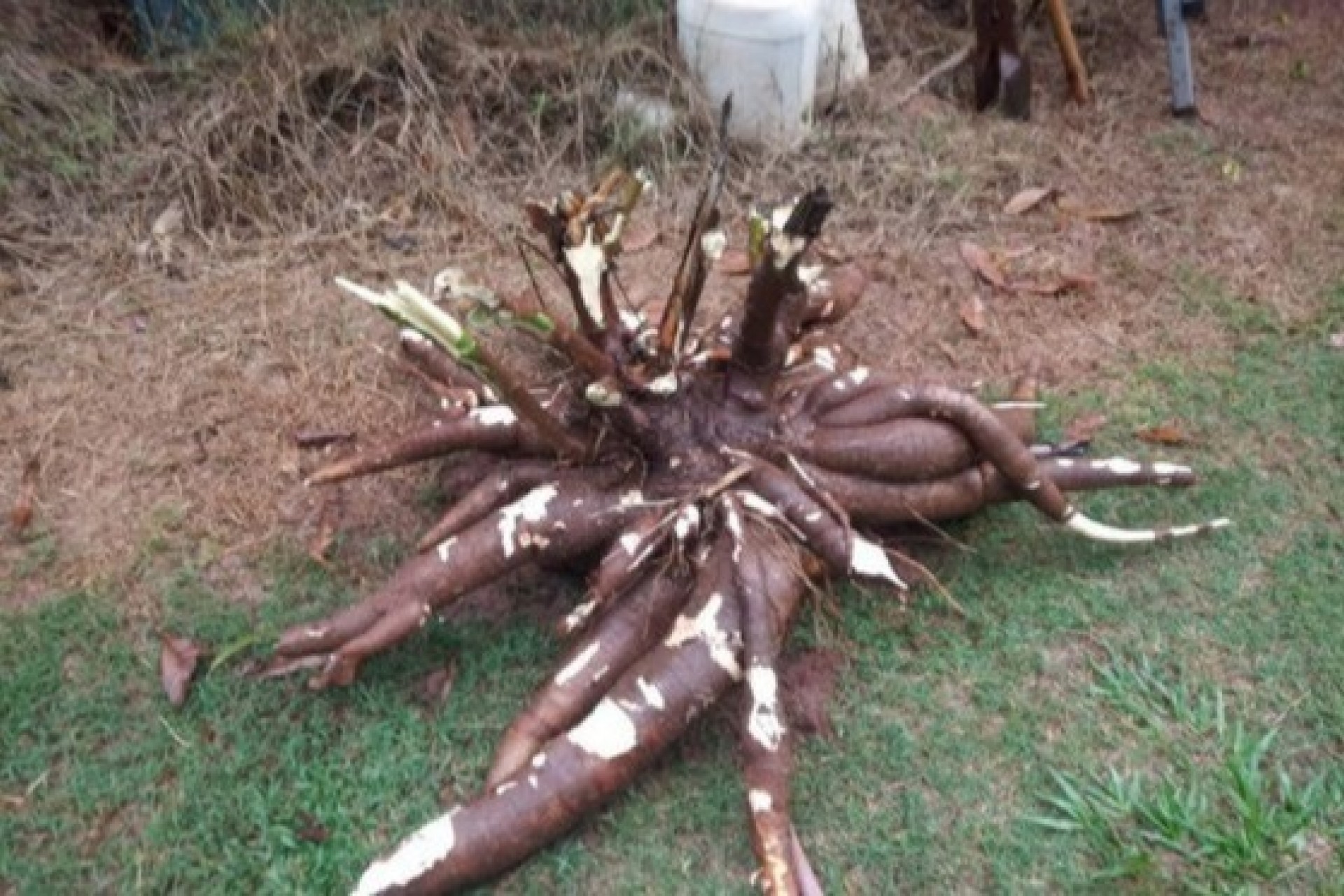 Produtor do PR colhe 60 kg de mandioca em um único pé