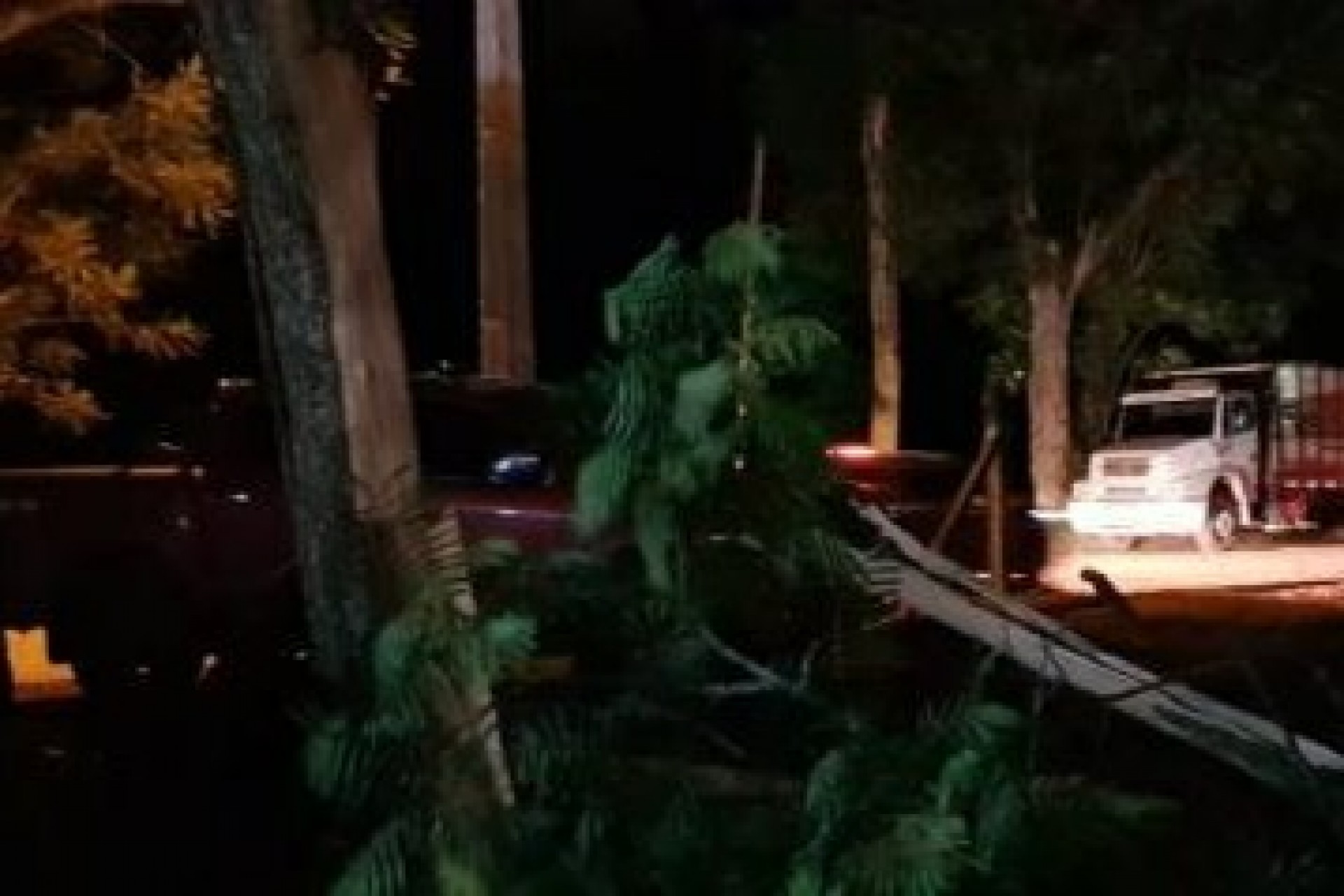Raio parte árvore ao meio e danifica dois carros em São Miguel do Iguaçu
