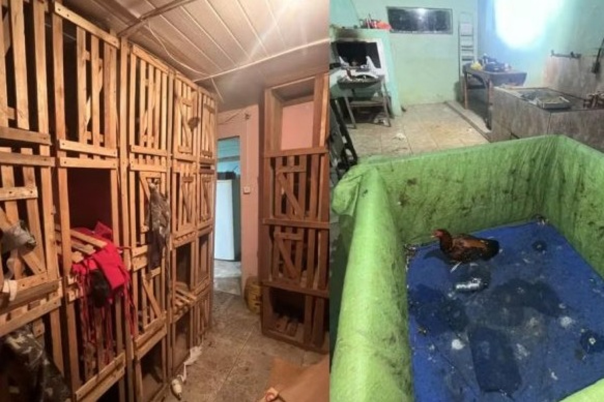 Rinhas de galo: polícia descobre arenas de combate e distribui R$ 240 mil em multas, no Paraná