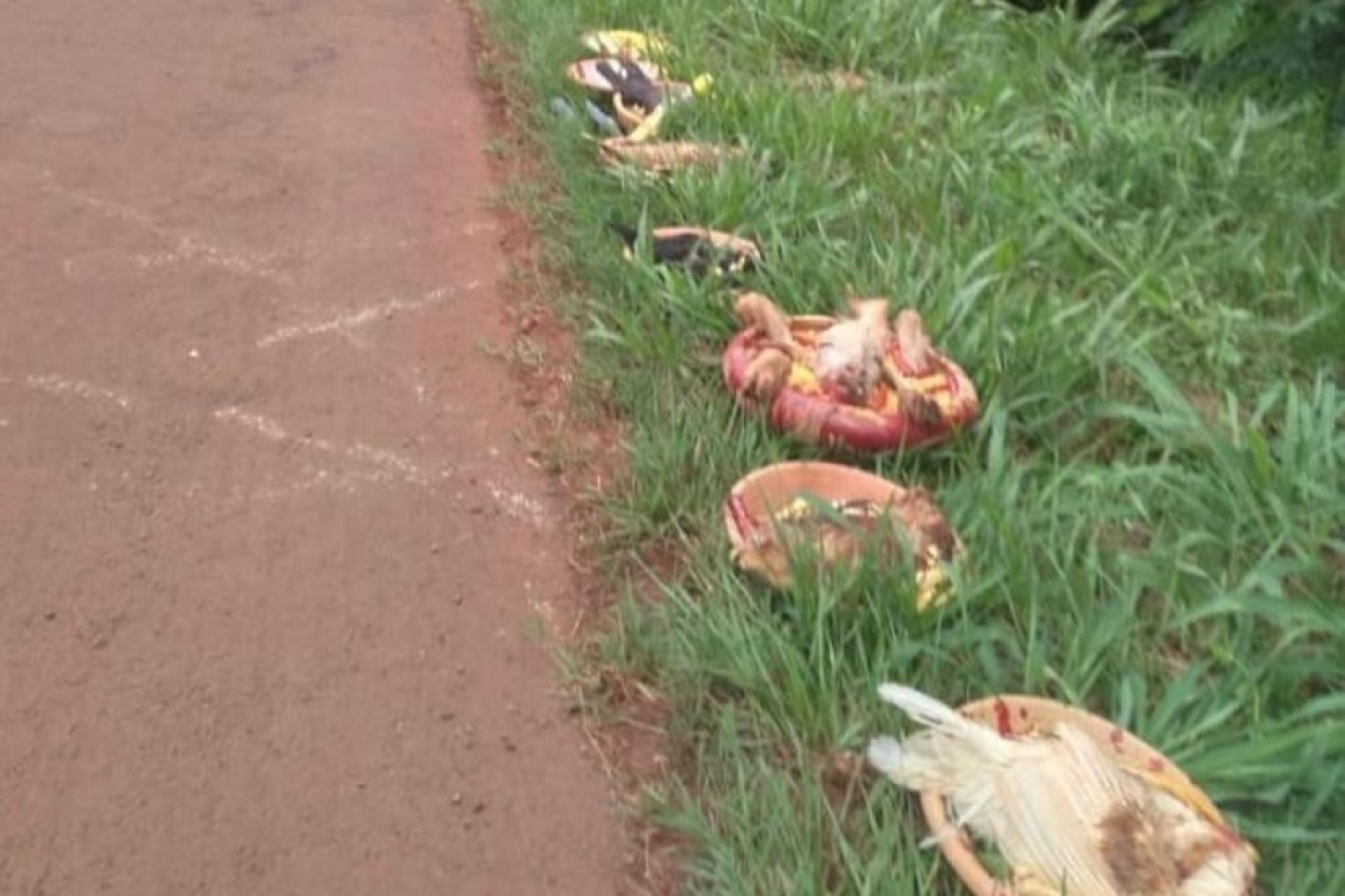 São Miguel do Iguaçu: Ritual com animais mortos é encontrado as margens da BR 277