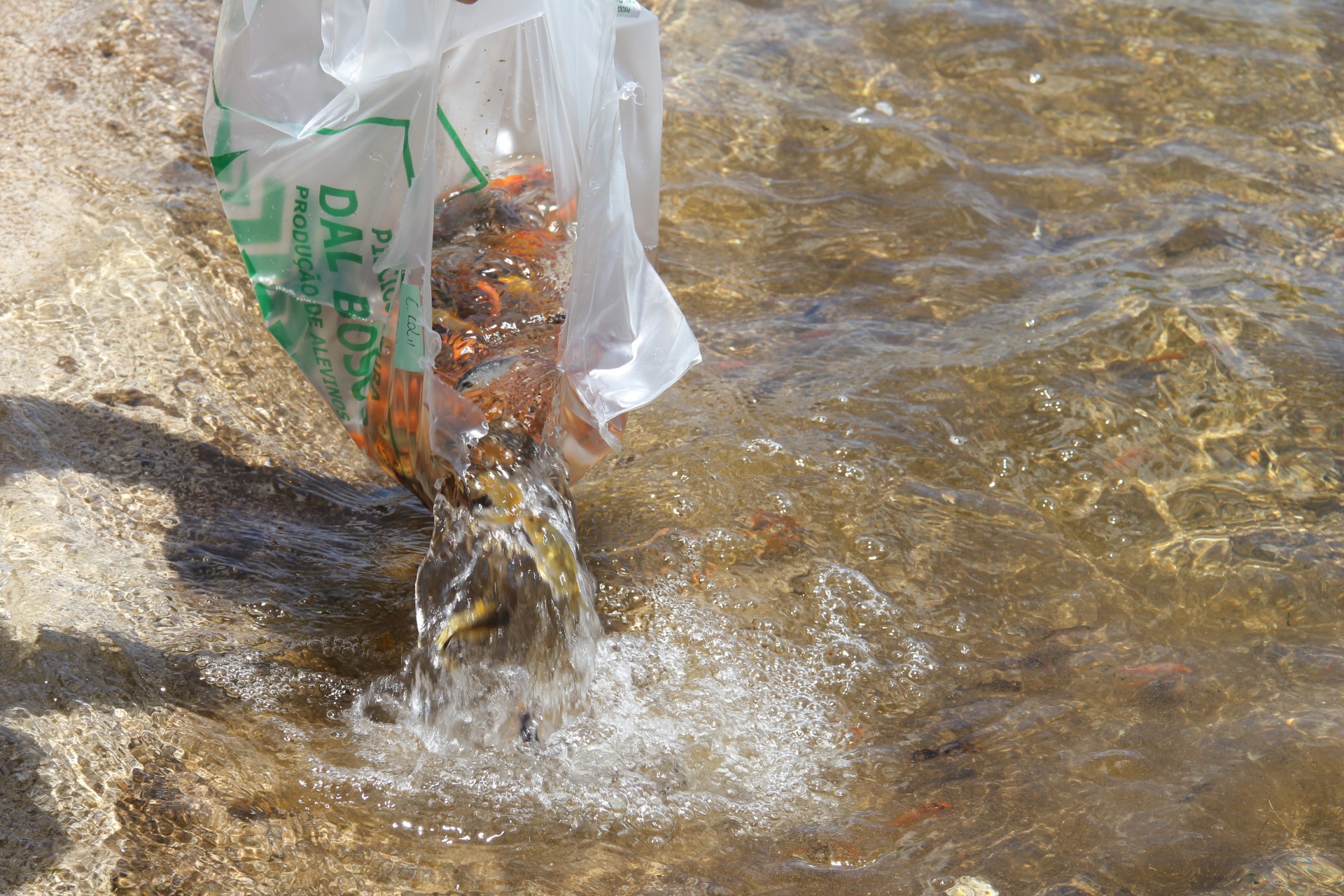 Soltura de peixes no Lago Municipal de Missal