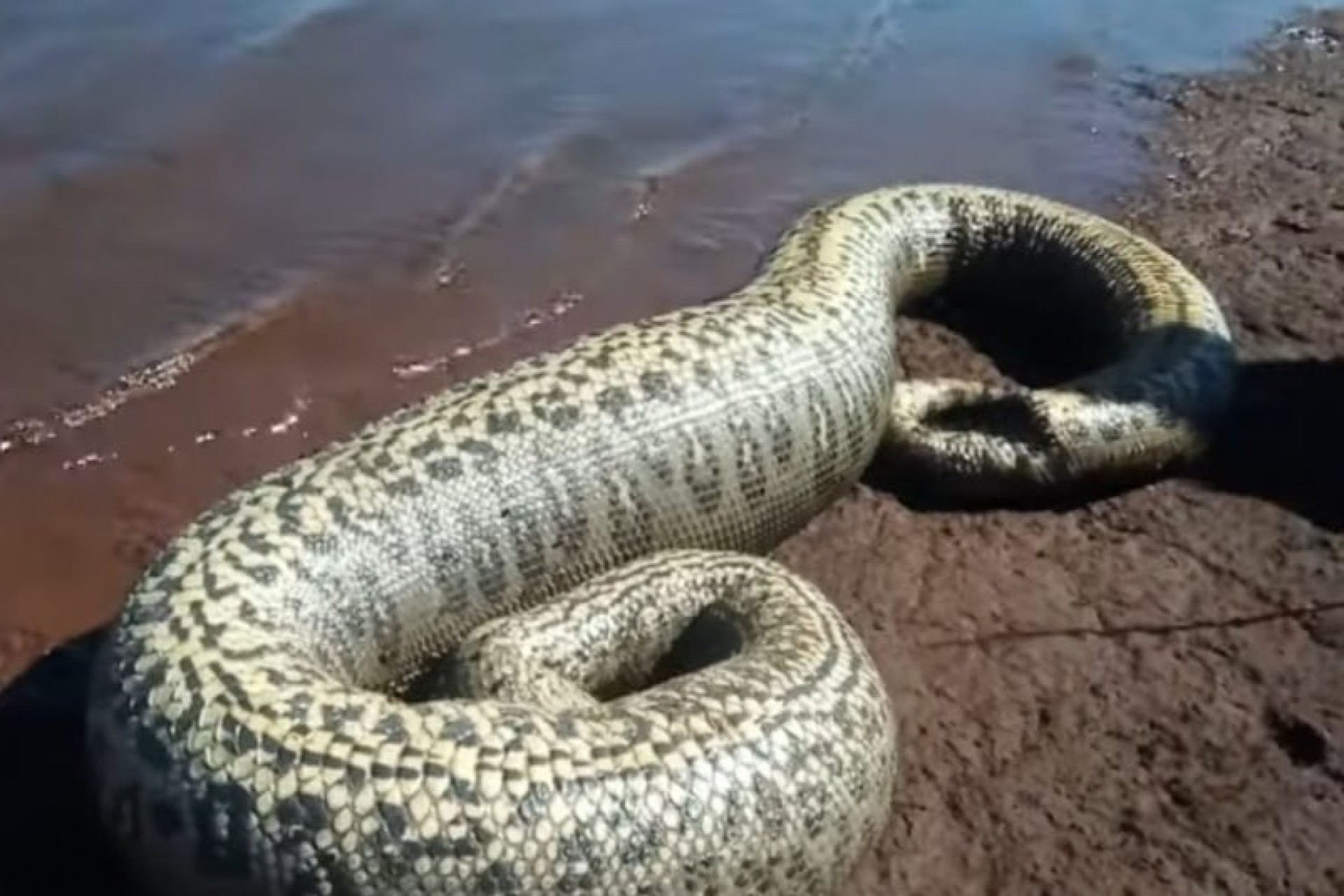 Sucuri com mais de 4 metros é encontrada morta por pescadores em Santa Helena