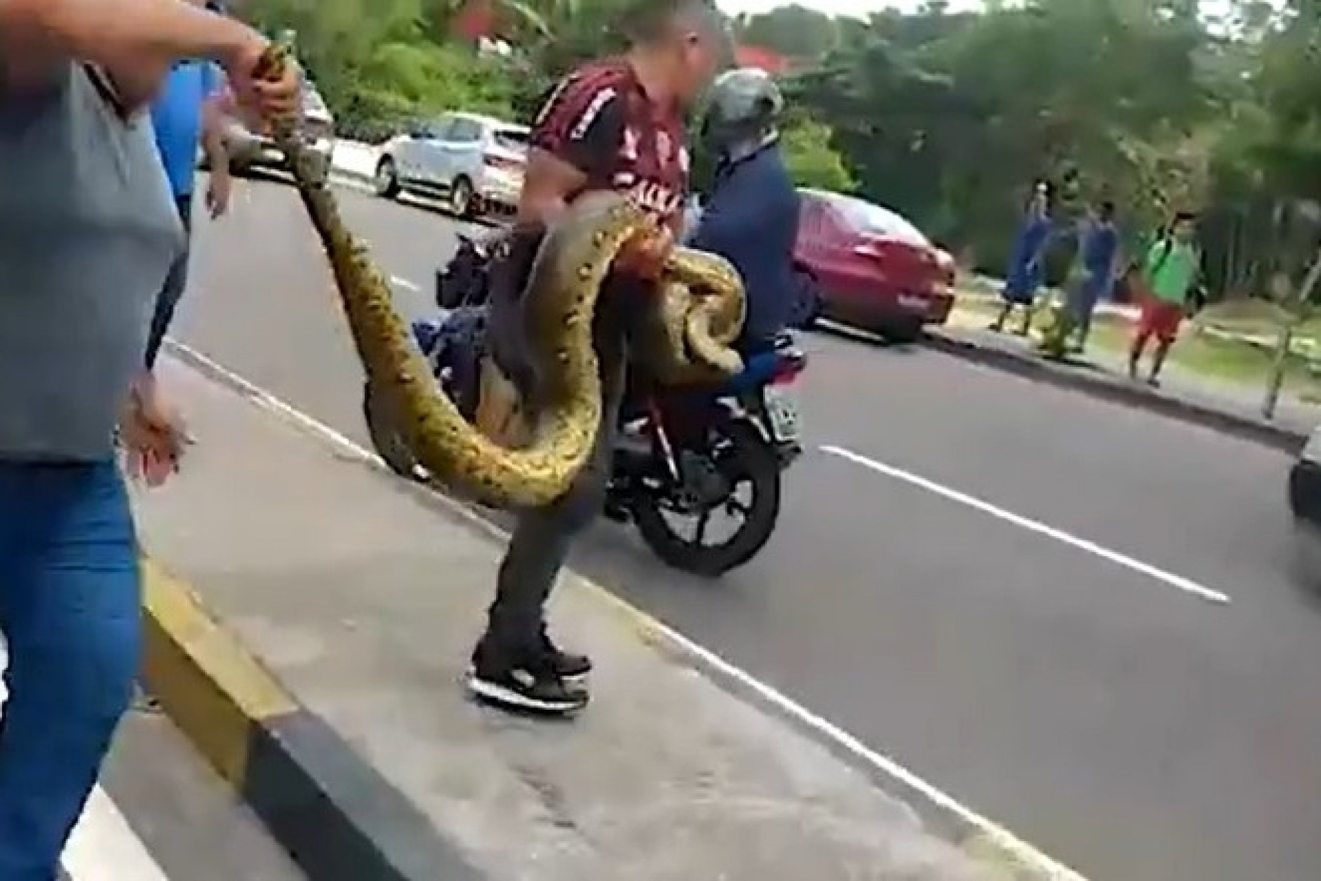 Sucuri de 5 metros tenta atravessar avenida, para trânsito e é resgatada 'na mão