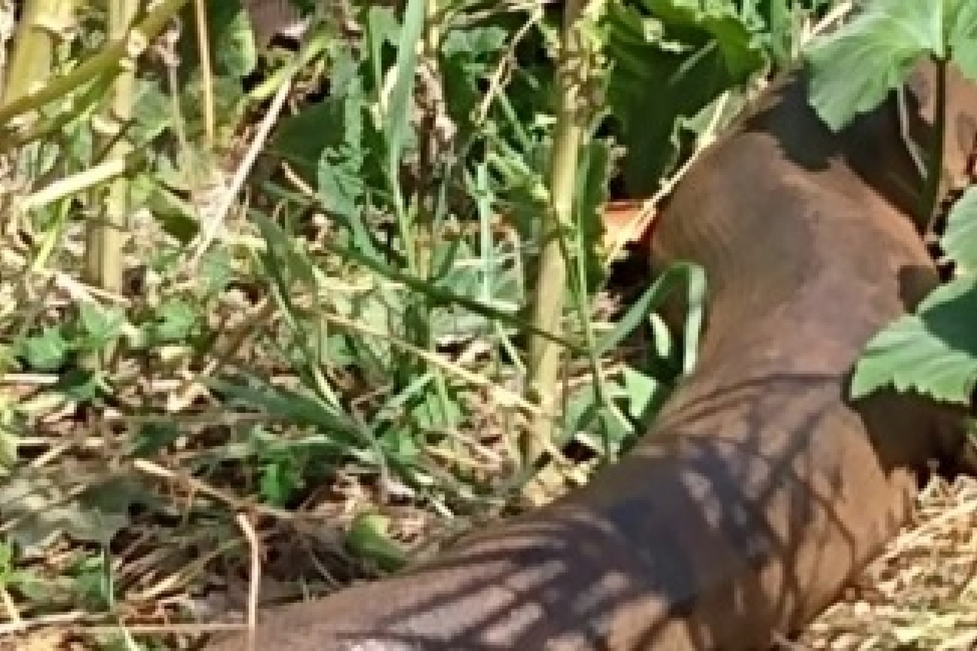 Sucuri de Guaíra é capturada pelo Corpo de Bombeiros