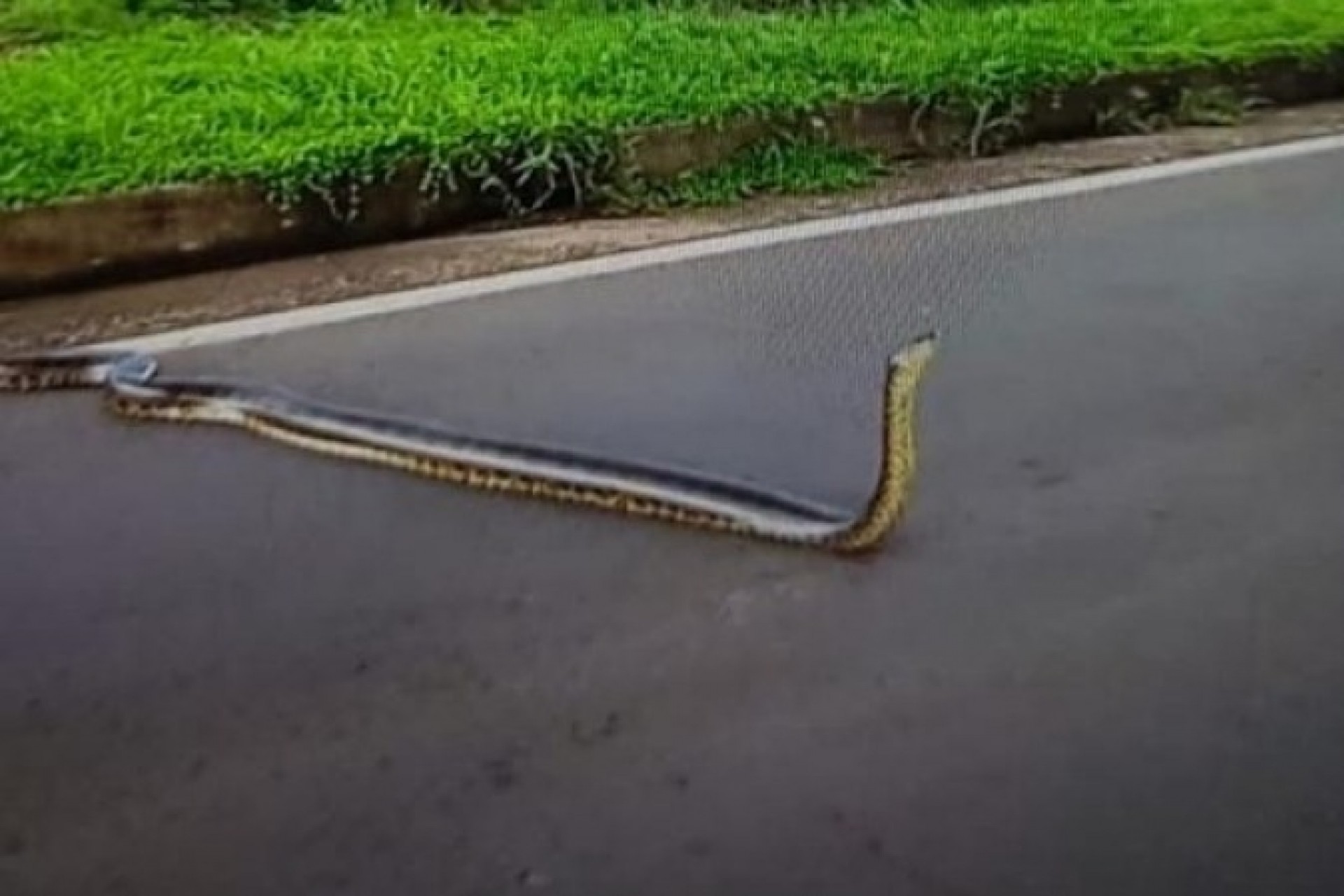 Sucuri é flagrada tentando atravessar BR-163 entre Guaíra e Mundo Novo