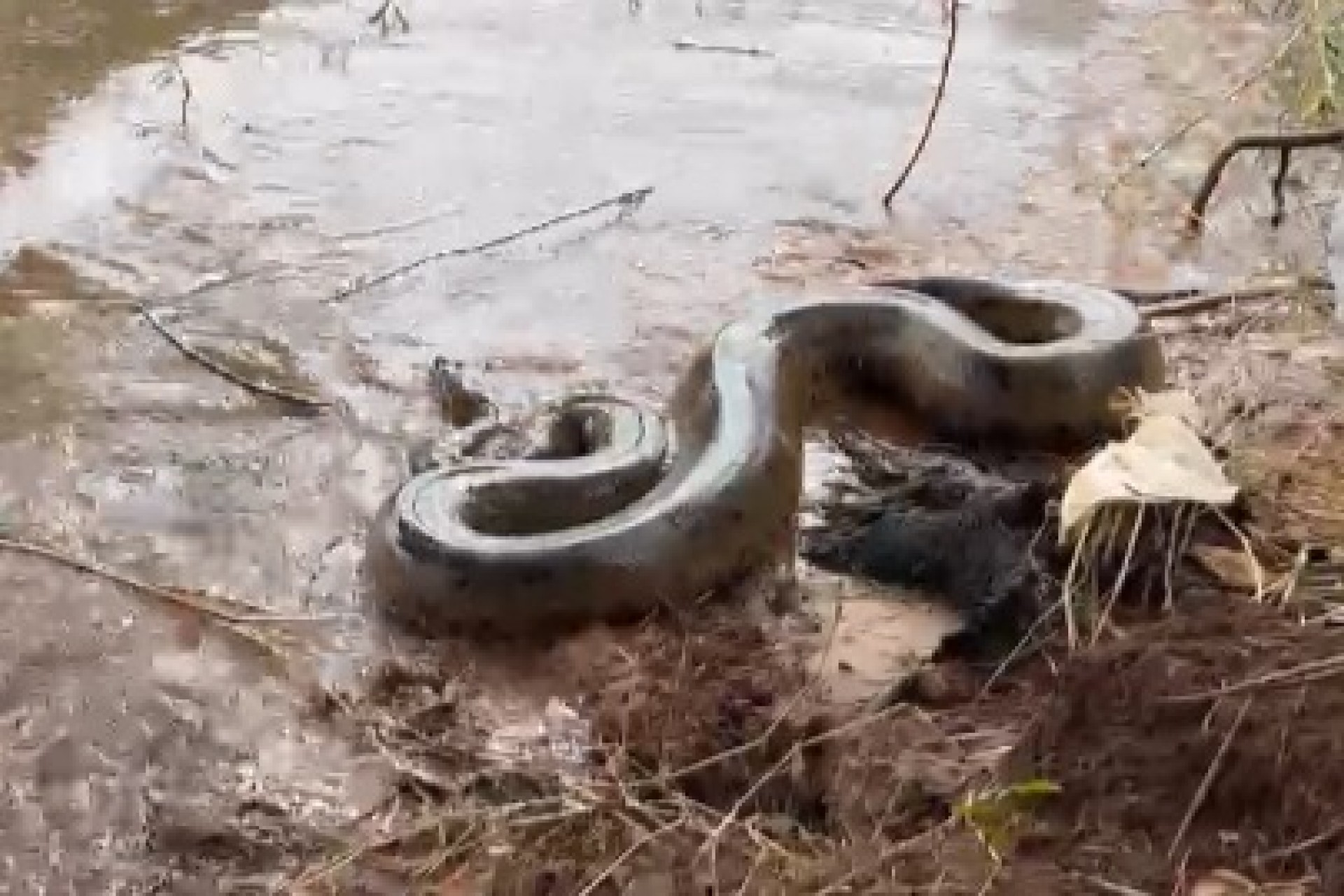 Sucuri encontrada em Guaíra é reintegrada à natureza; em área do Lago de Itaipu