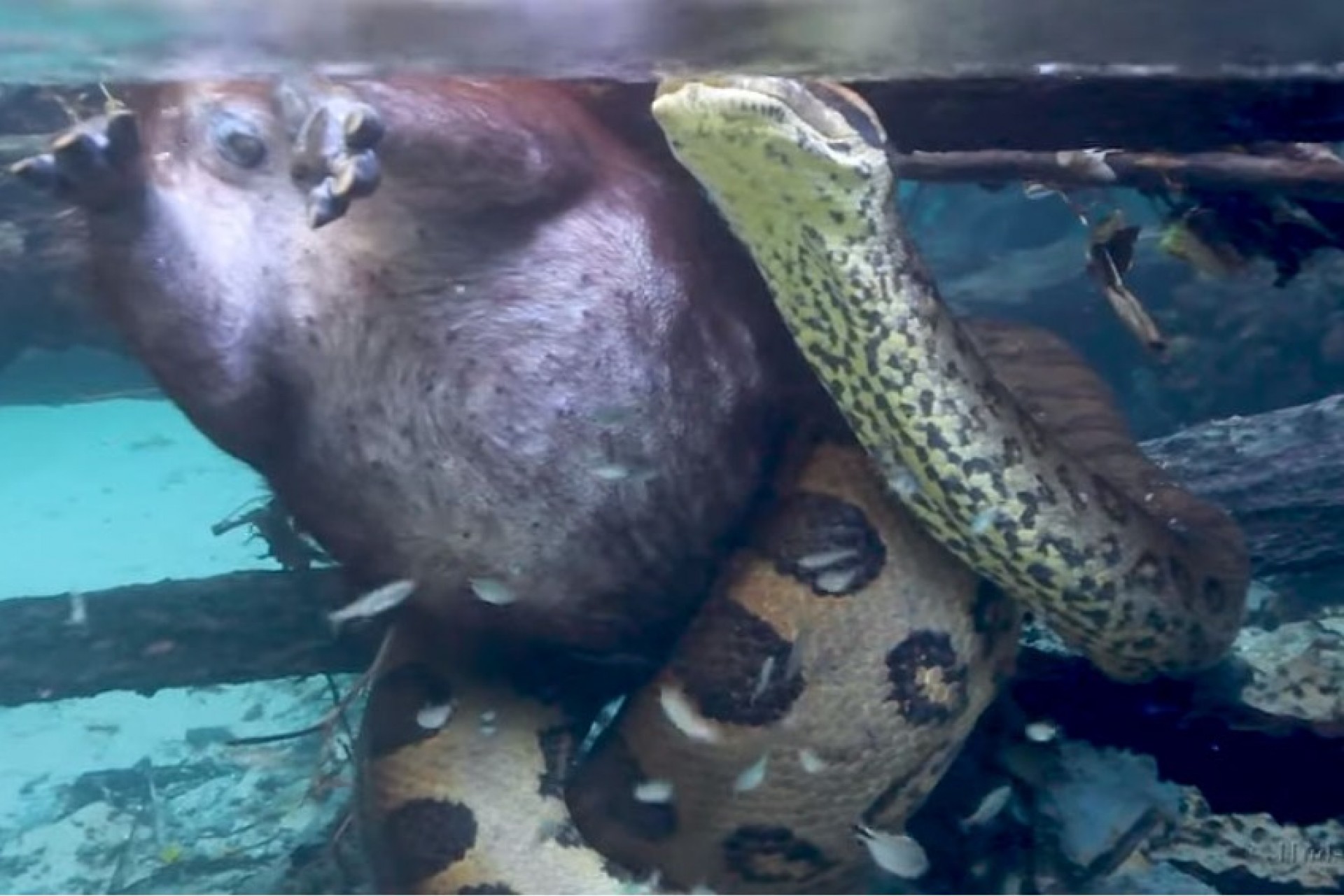 Sucuri-verde de 6 metros é flagrada comendo uma capivara em rio de água cristalina