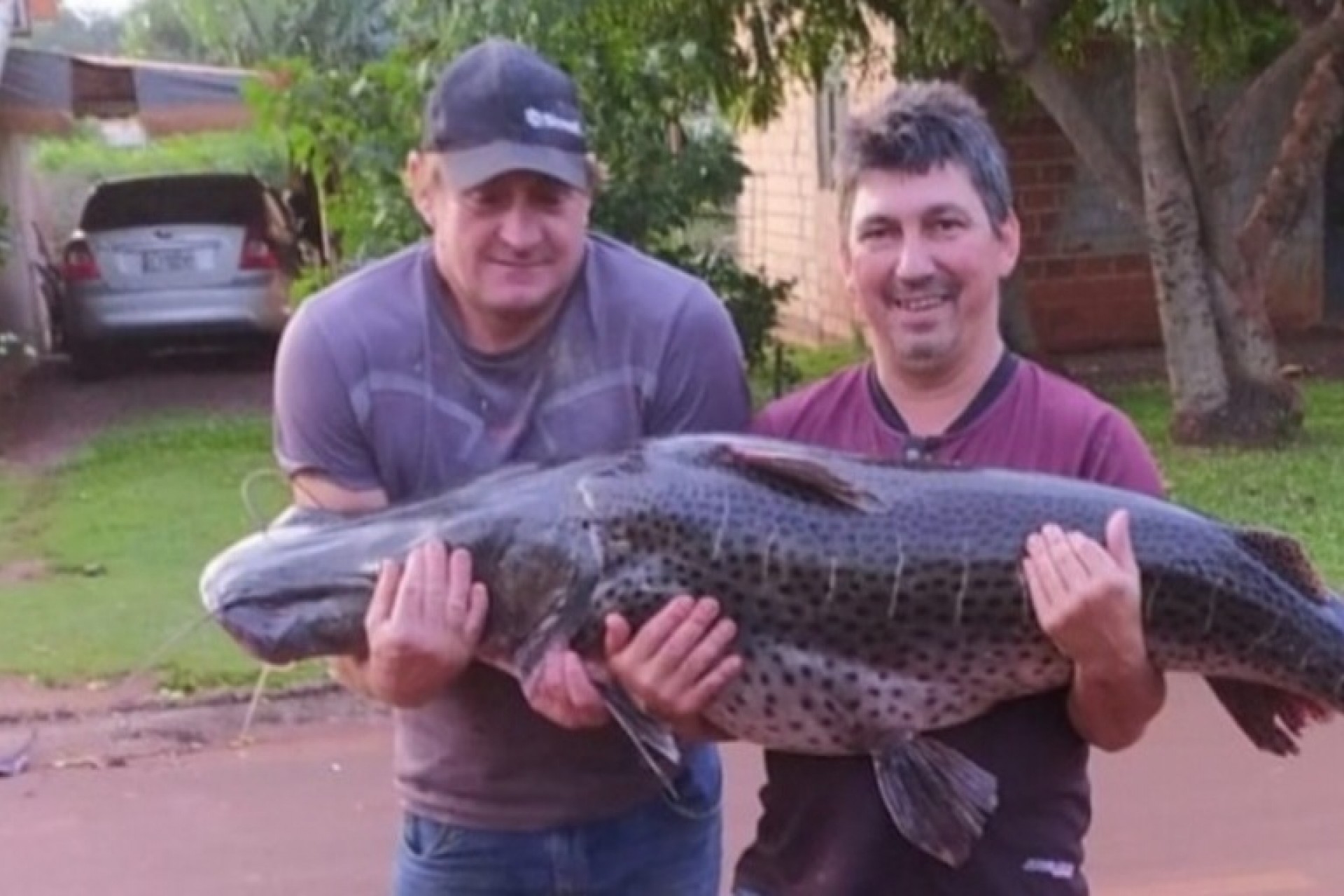 Surubim com mais de 40kg é capturado por pescadores em Santa Helena