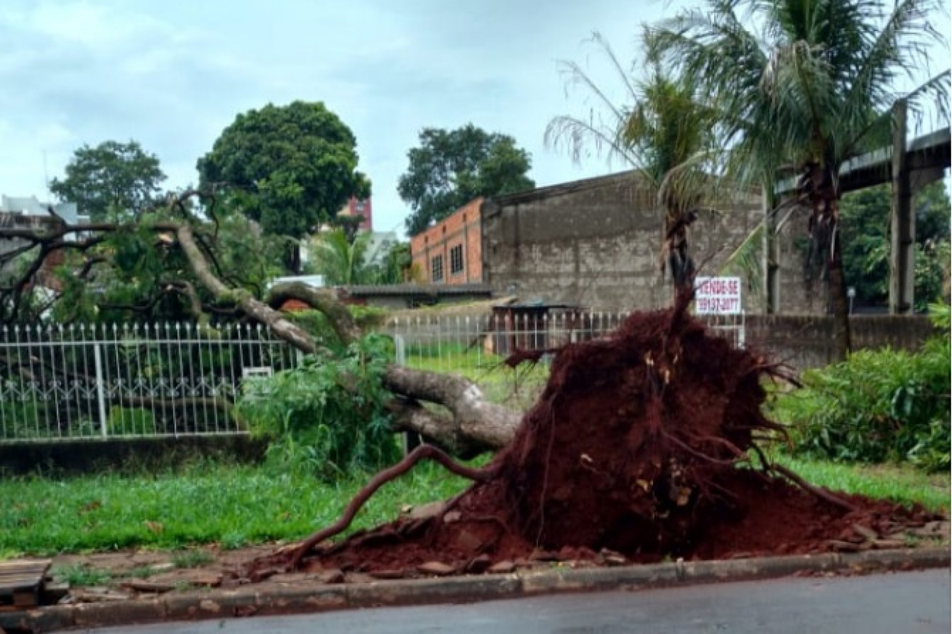 Temporal derruba árvores e destelha casas em São Miguel do Iguaçu