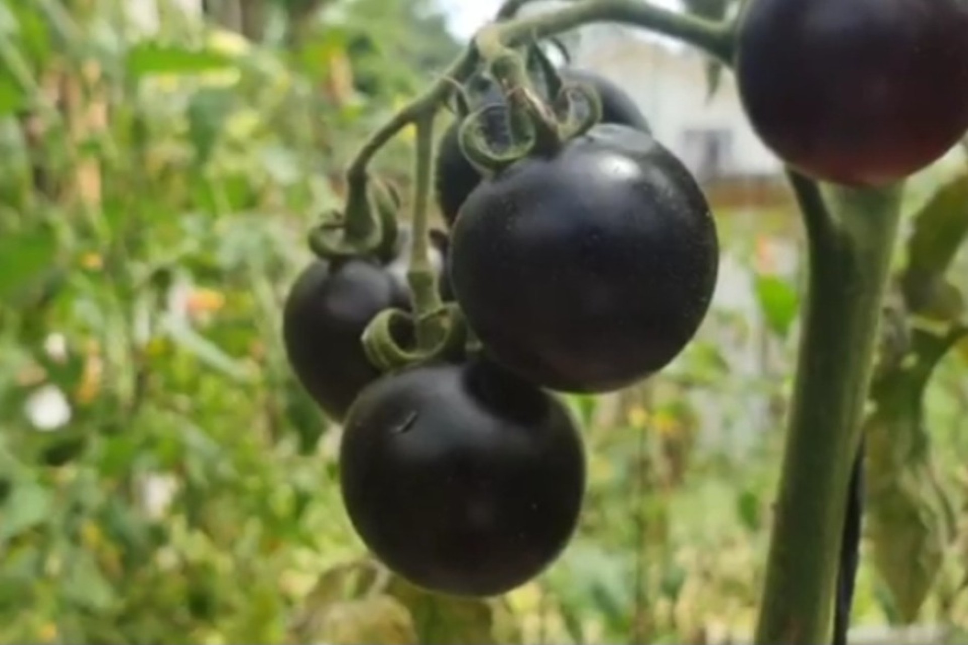 Tomate preto: família cultiva variedade exótica no Paraná