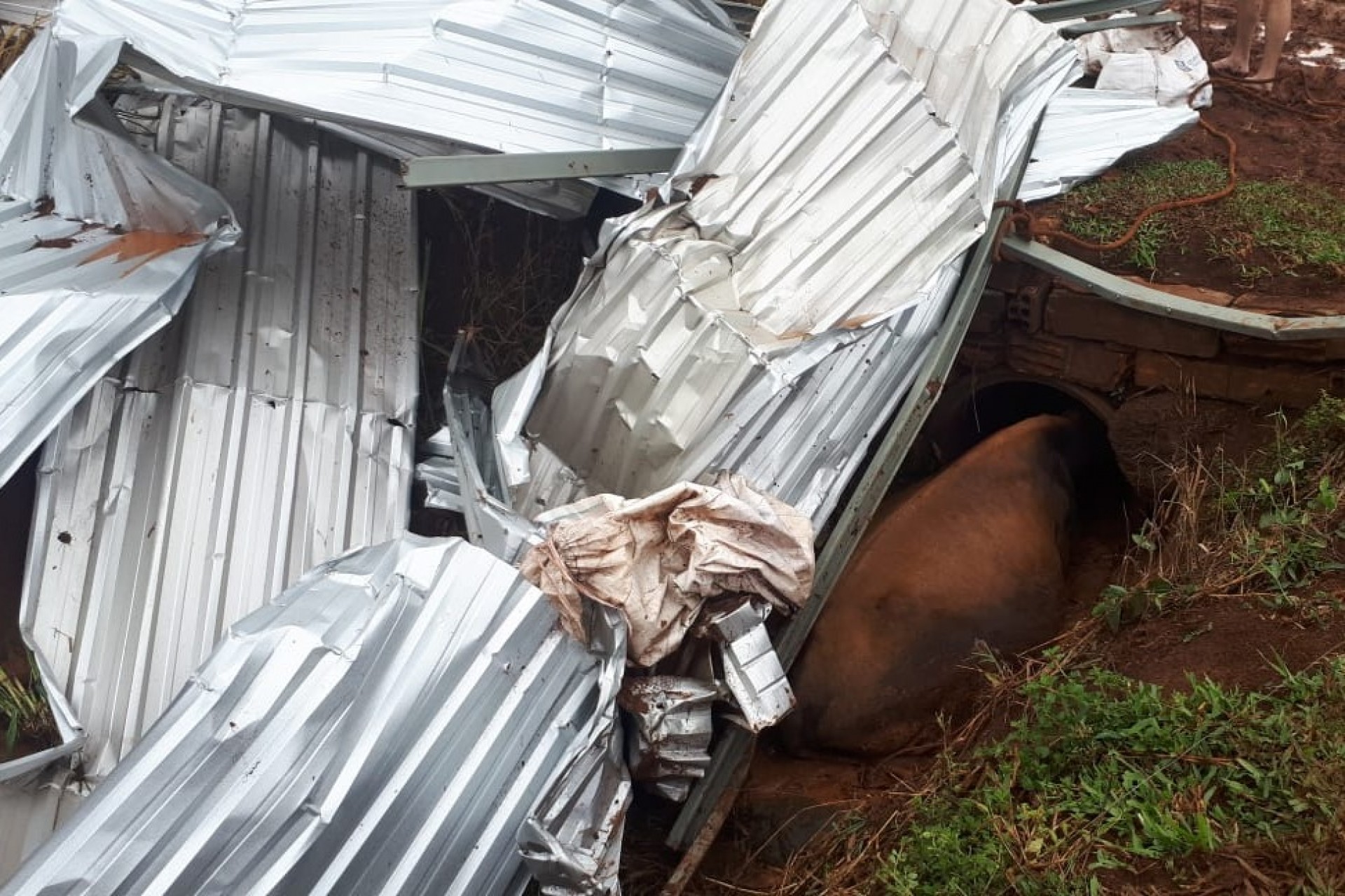 Tornado atinge propriedade rural e causa estragos e morte de animais Serranópolis