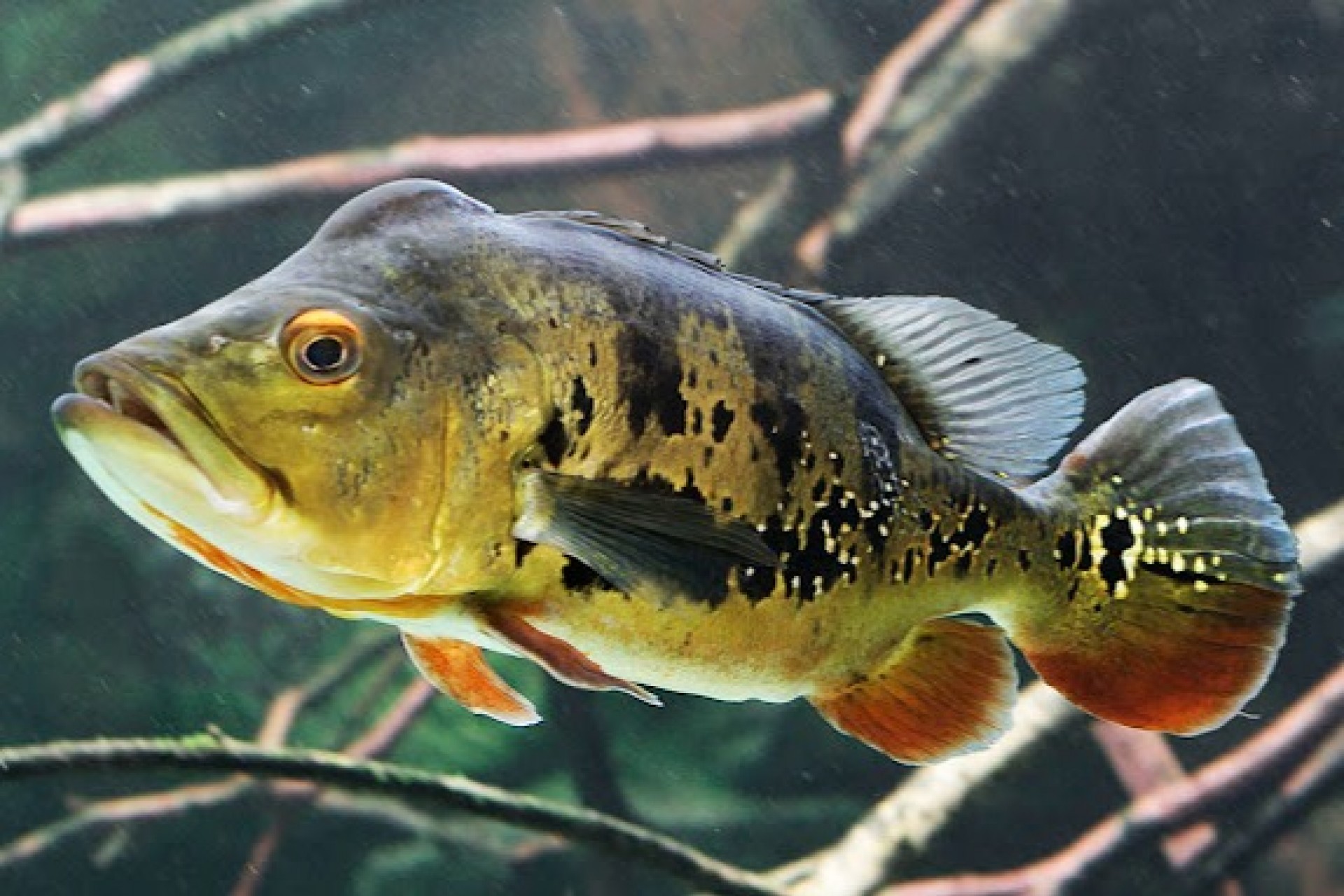 Peixes introduzidos causam desequilíbrio em ecossistemas onde não são nativos