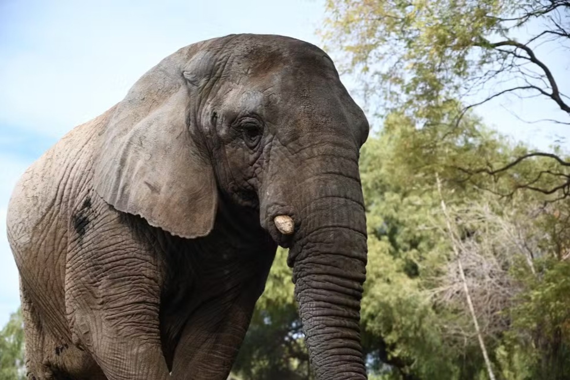Última elefanta em cativeiro na Argentina cruza o Paraná para viver em santuário no Brasil