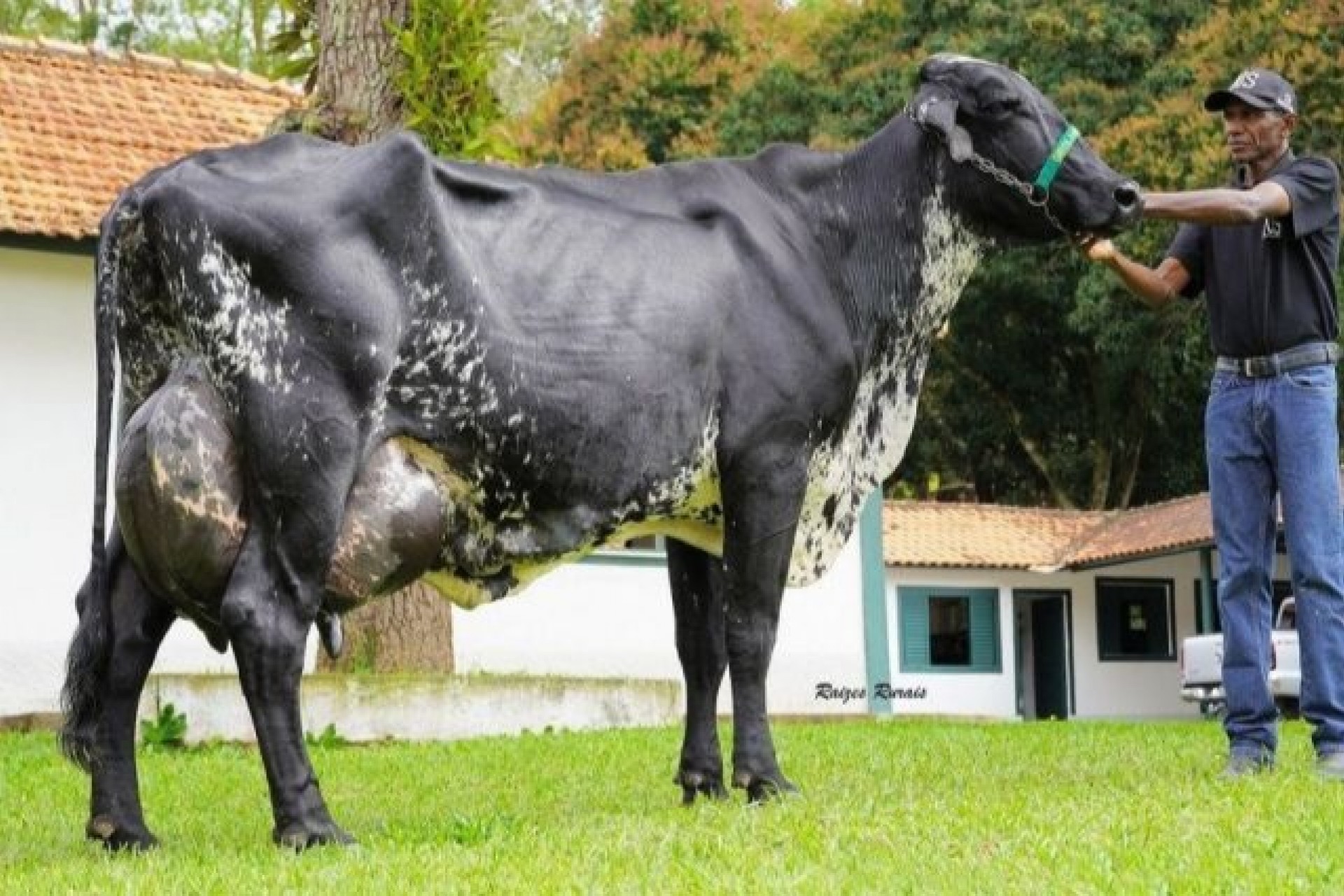 Vaca brasileira entra no livro dos recordes por produzir mais leite em um único dia