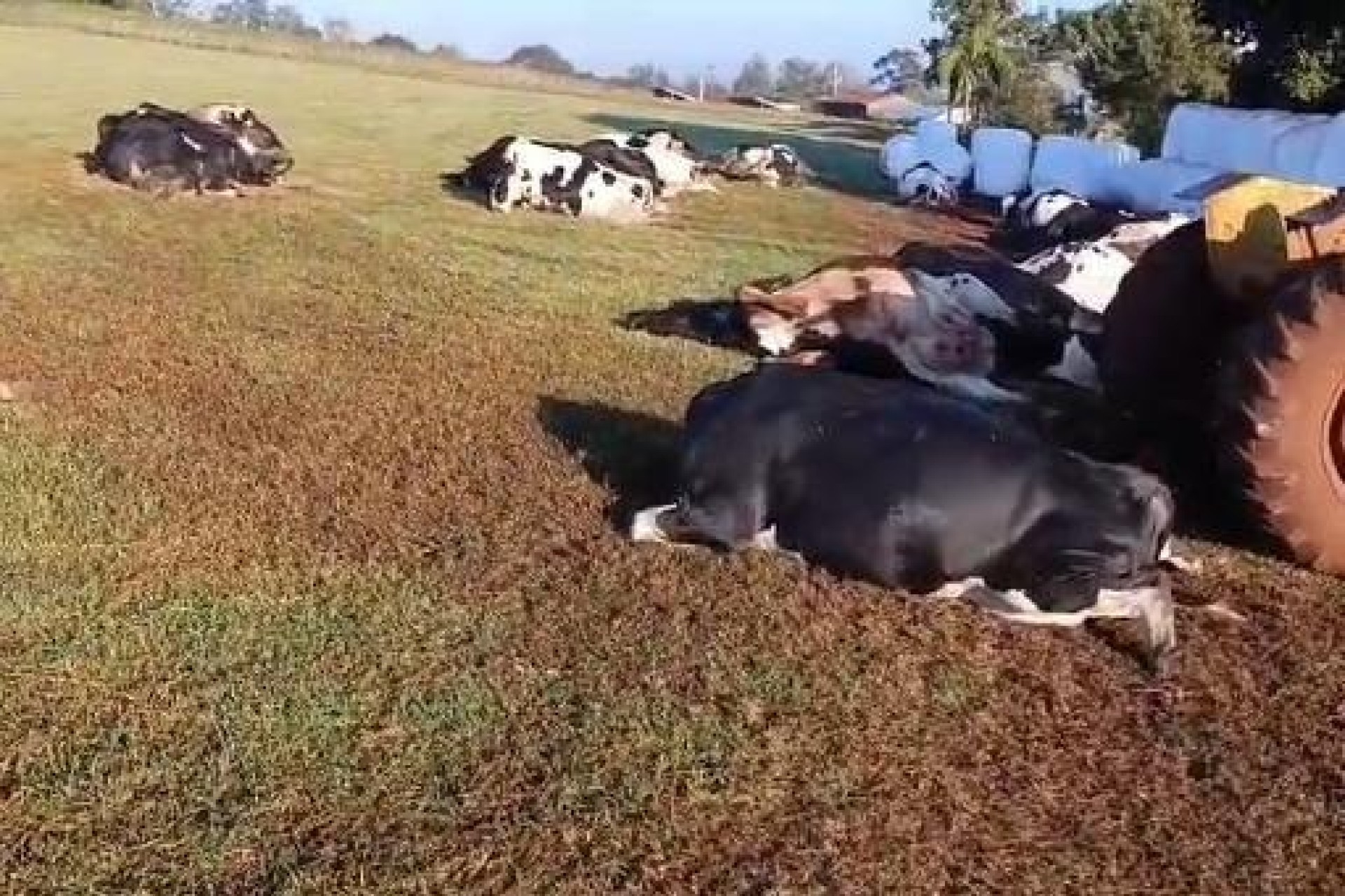 Vaca morde tomada e 32 animais morrem eletrocutados em Marechal Rondon (vídeo)