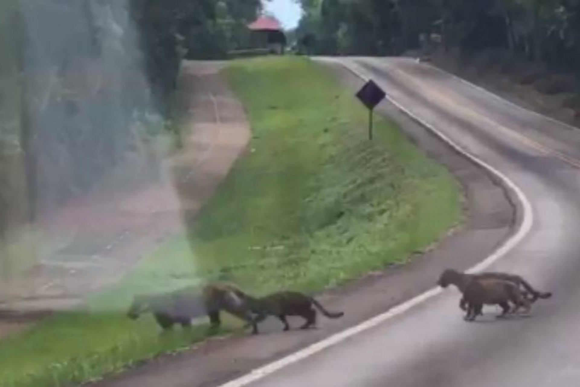 Vídeo flagra onças pintadas no Parque Nacional do Iguaçu