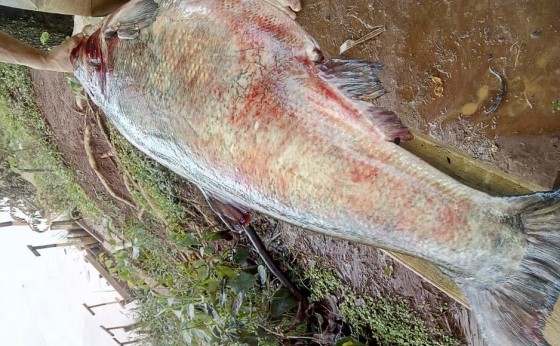 'Não foi pesca, foi caça', diz jovem que capturou peixe de 36 kg em represa