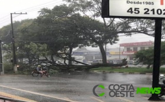 A chuva que caiu no final da manhã derrubou árvores e interditou uma das principais vias em Foz