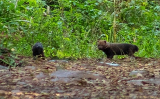 Ameaçada de extinção, espécie cachorro-vinagre é vista pela primeira vez no RS