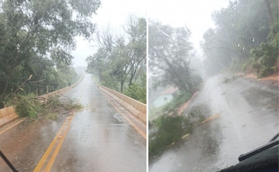 Atenção Condutores: devem ficar atentos com galhos na pista na PR 495 entre Missal e Santa Helena