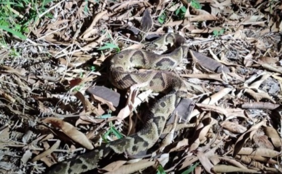 Bombeiro quase é picado por cobra urutu no balneário de Santa Helena