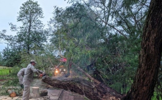 Bombeiros removem árvore caída na PR-497