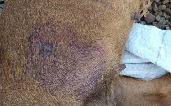 Cães e Gatos estão sendo mortos por tiro de espingarda de pressão no bairro Renascer e Panorâmico