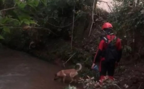 Cães farejadores de Cascavel e Curitiba auxiliam nas buscas por bebê levado por enxurrada