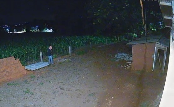 Câmera de segurança flagra furto de pavões Arlequim no interior de Santa Helena