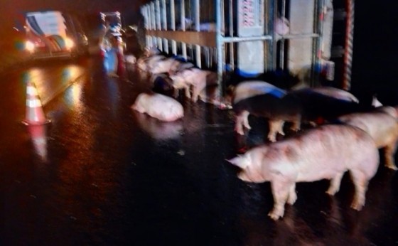Caminhão carregado de porcos tomba na BR-277 e animais ficam soltos na pista