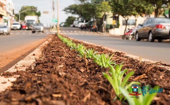 Canteiros da Avenida de Missal estão recebendo novas flores