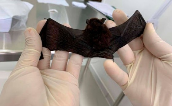 Cascavel confirma dois casos de morcegos com raiva