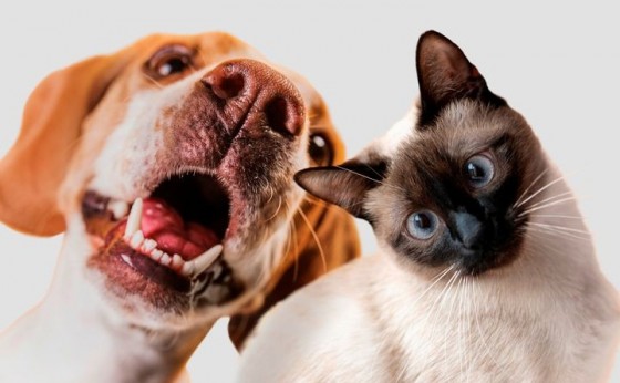 Castração municipal para cães e gatos em Itaipulândia vai sair!