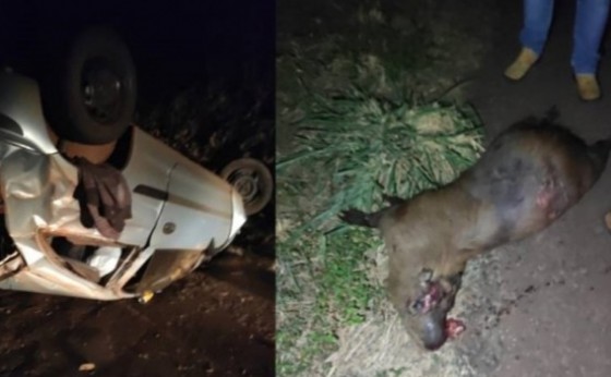 Celta capota após colidir em capivara na PR 317 em Santa Helena