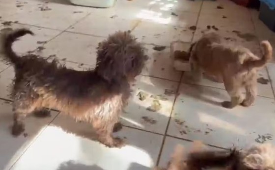 Cerca de 80 cães são resgatados de canil clandestino no Paraná e médica veterinária é presa