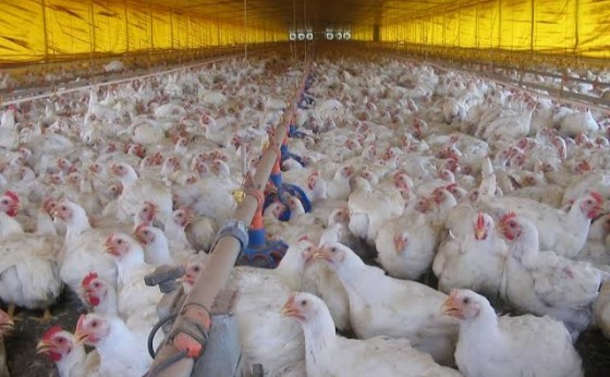 China detecta vírus da gripe aviária e manda sacrificar 17.828 aves
