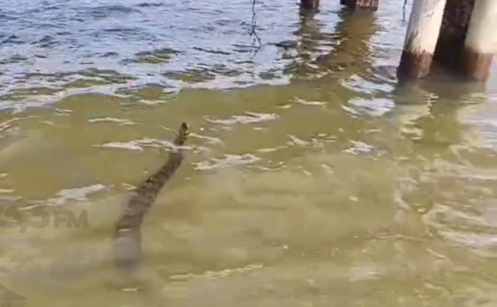 Cobra sucuri é flagrada próximo ao píer do Balneário de Santa Helena