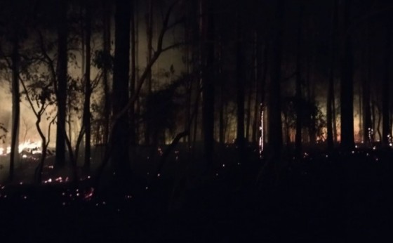 Corpo de bombeiros combatem incêndio em plantação de eucalipto em São Miguel