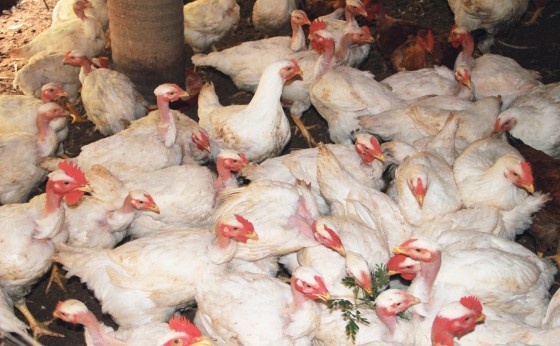 Criação, abate e comercialização de frangos
