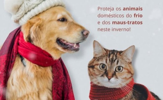 Cuidar é um ato de amor: Proteja os animais domésticos do frio e dos maus-tratos neste inverno