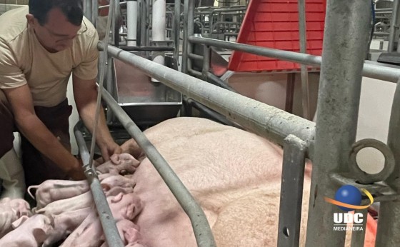 Curso de Medicina Veterinária da UDC Medianeira recebe conceito máximo do MEC