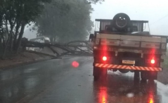 Defesa Civil de Missal age rápido e retira árvore caída com o temporal