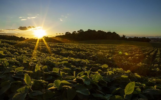 Dia do Agricultor: Apoio do Sicredi é decisivo para desenvolvimento do agronegócio brasileiro