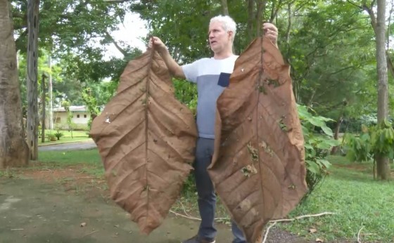 Em extinção, árvore que produz folha de 2,5m é achada em parque