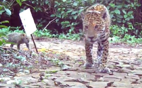 Filhote de onça-pintada é flagrado no Parque Nacional do Iguaçu