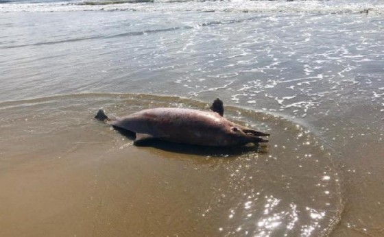 Golfinho ameaçado de extinção é encontrado morto em praia do Paraná